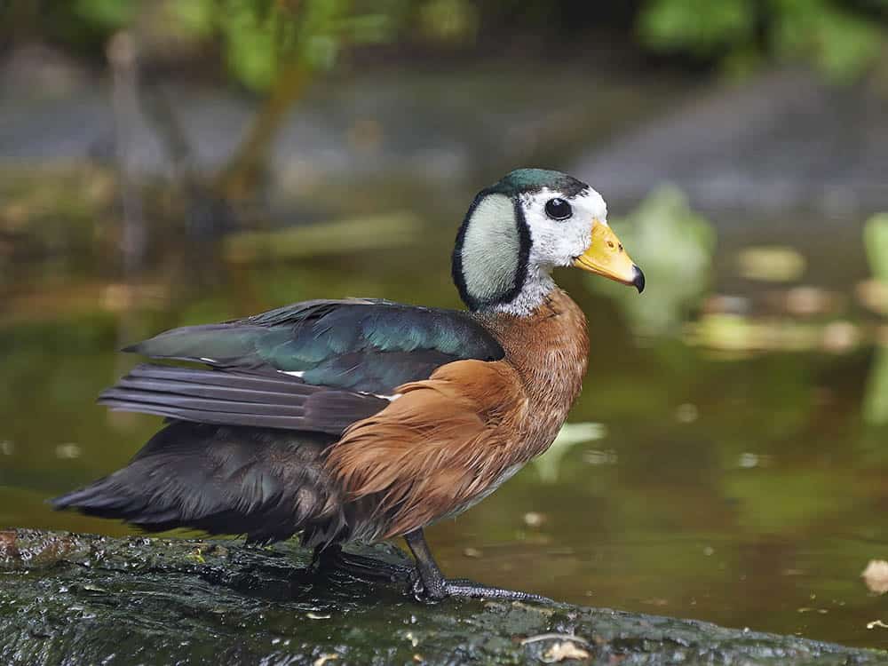 African Pygmy Goose