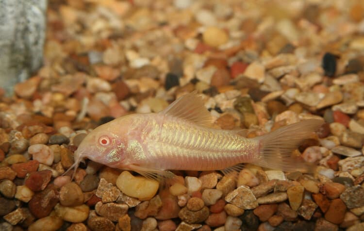 Albino Cory Catfish