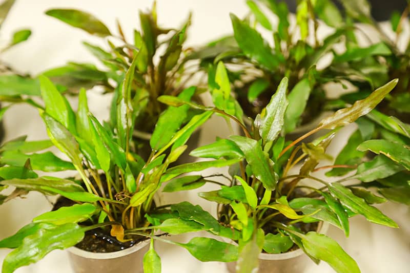 amazon sword plant