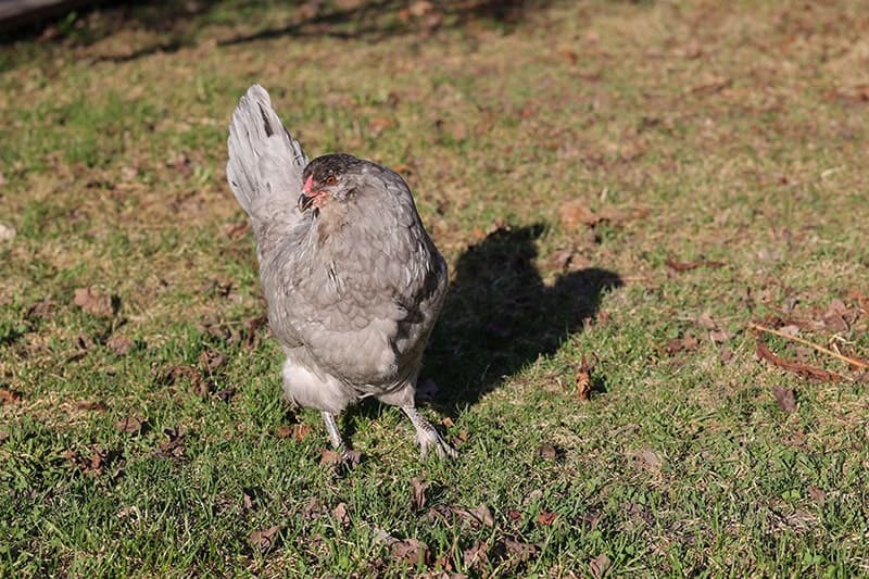 ameracauna chicken walking around