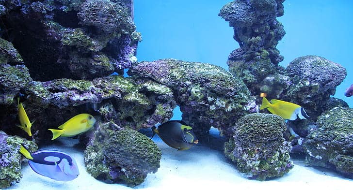 saltwater coral reef aquarium