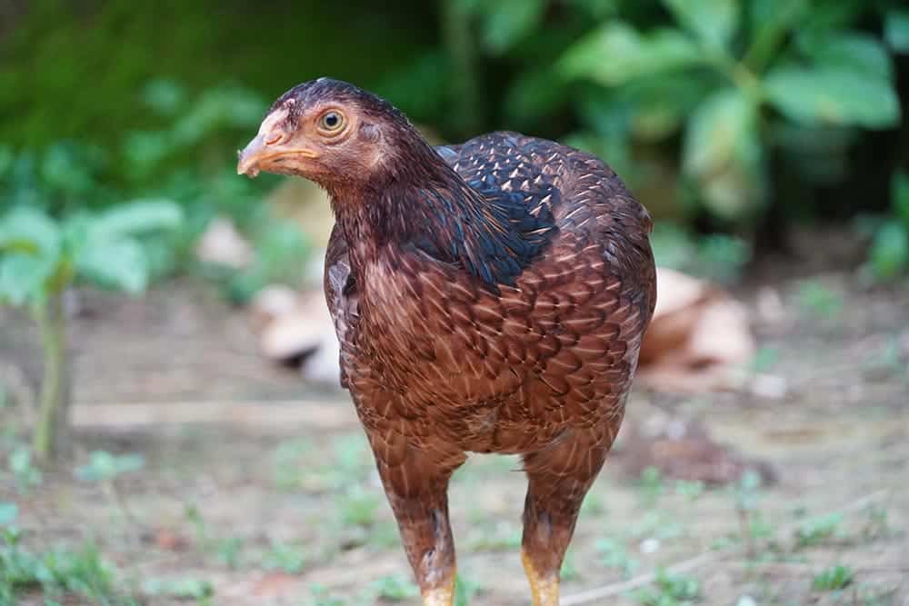 Aseel chicken looking for food