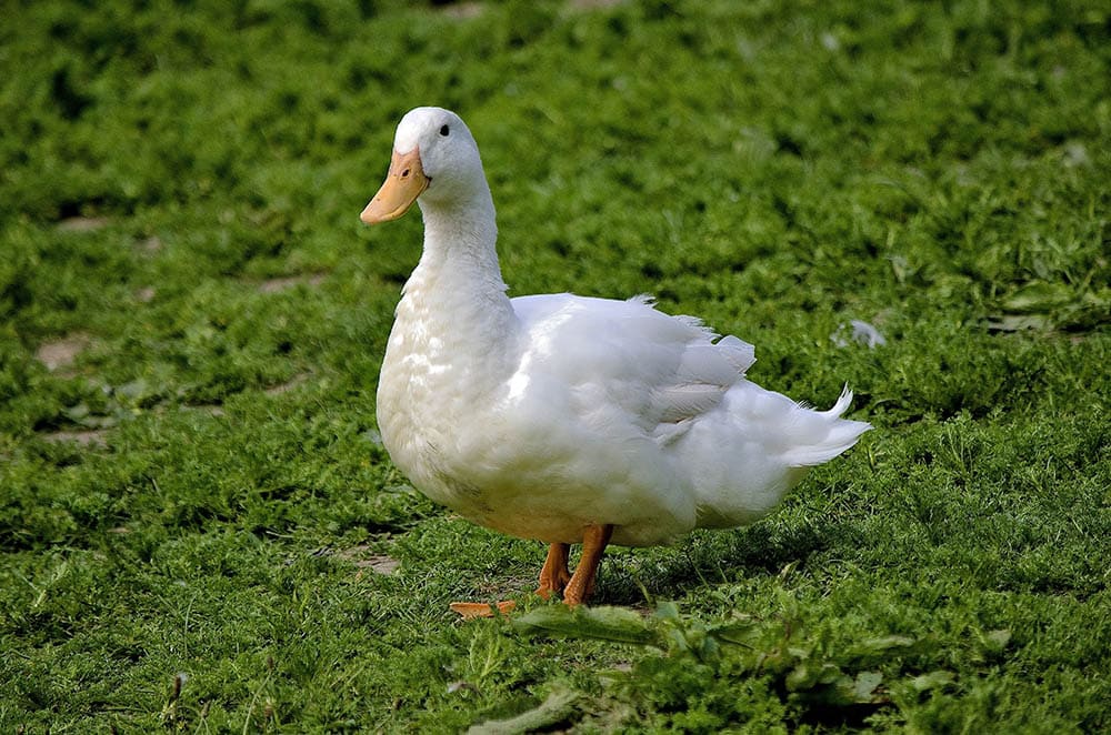 Aylesbury Duck