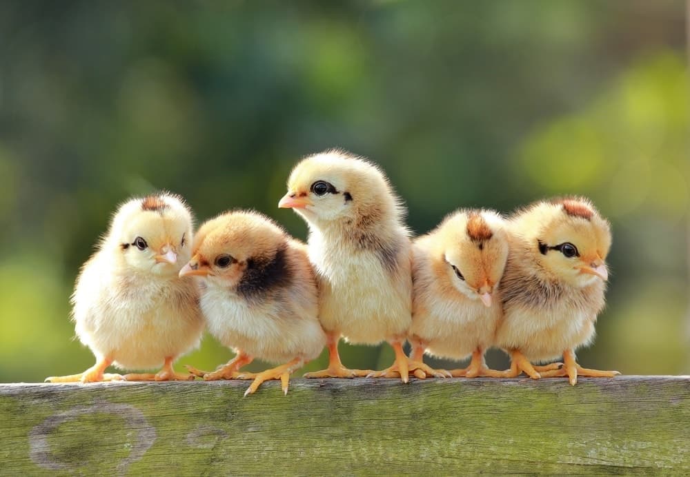 baby chicks