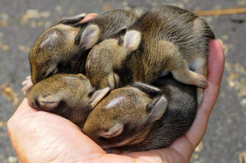 baby cottontail rabbits whose eyes are still closed