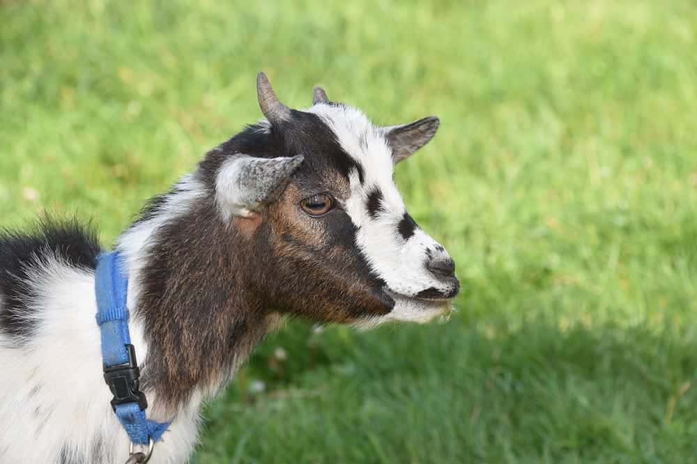 baby goat eating