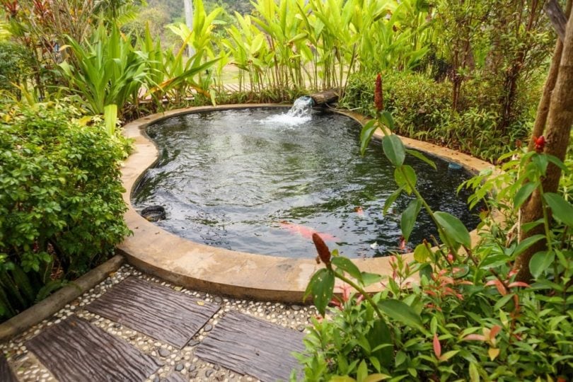 back-yard-fish-pond-setup