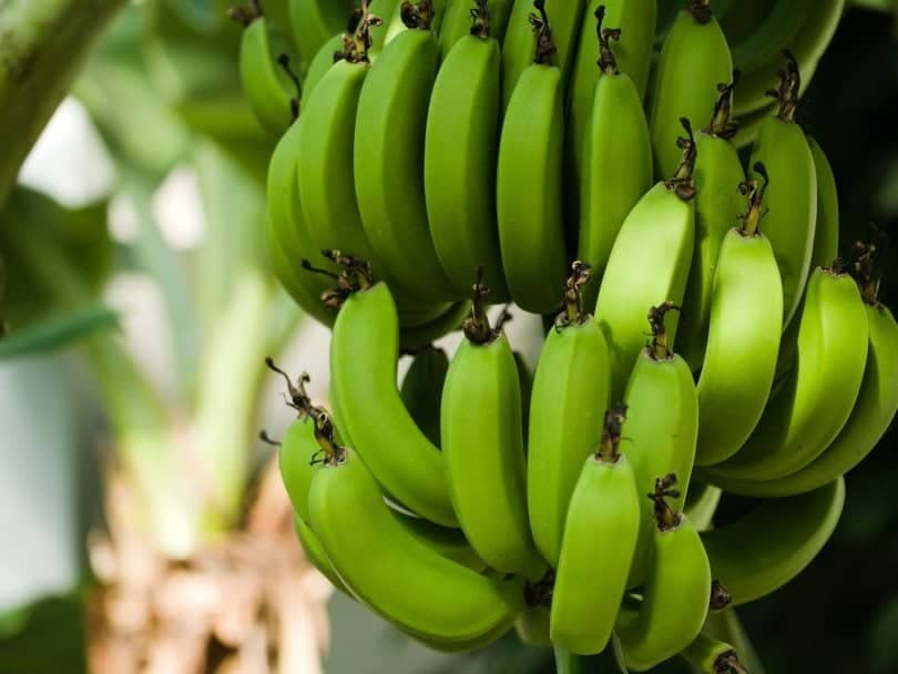 banana green_Ninifee_Pixabay