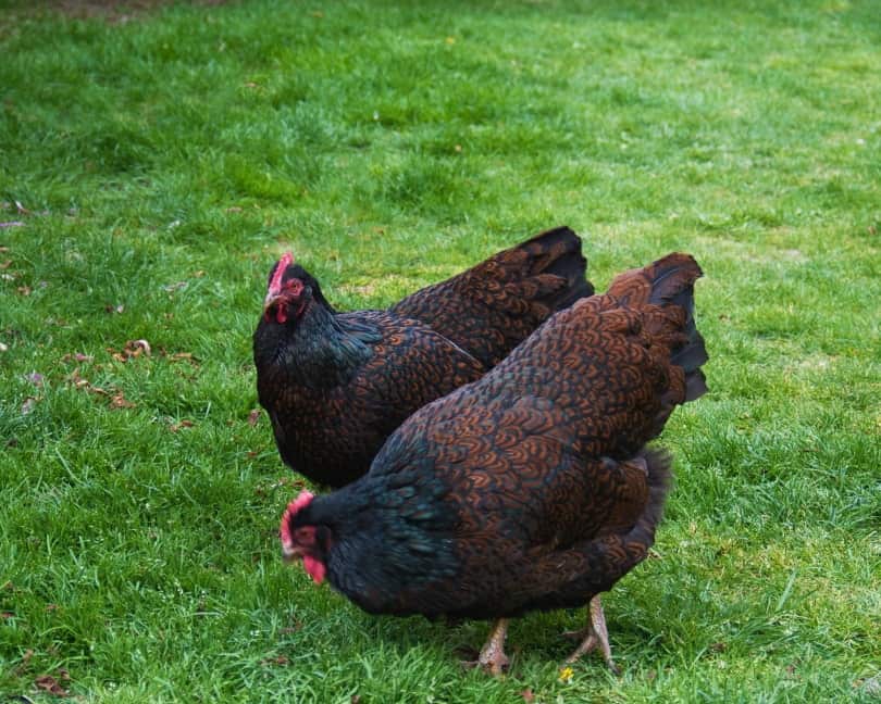 barnevelder chickens