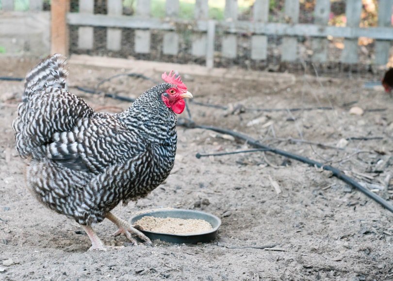 barred rock chicken