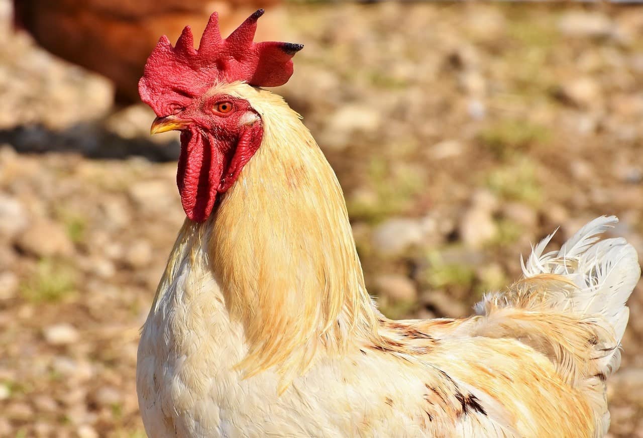bay chicken