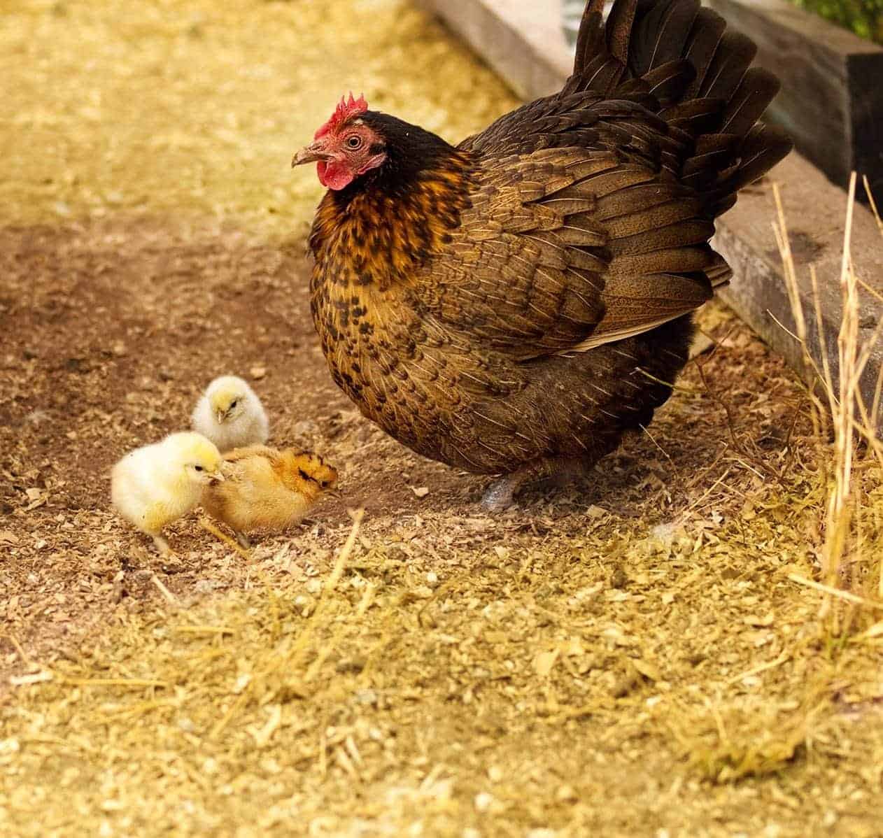 birchen chicken and chicks