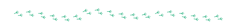 divider-bird