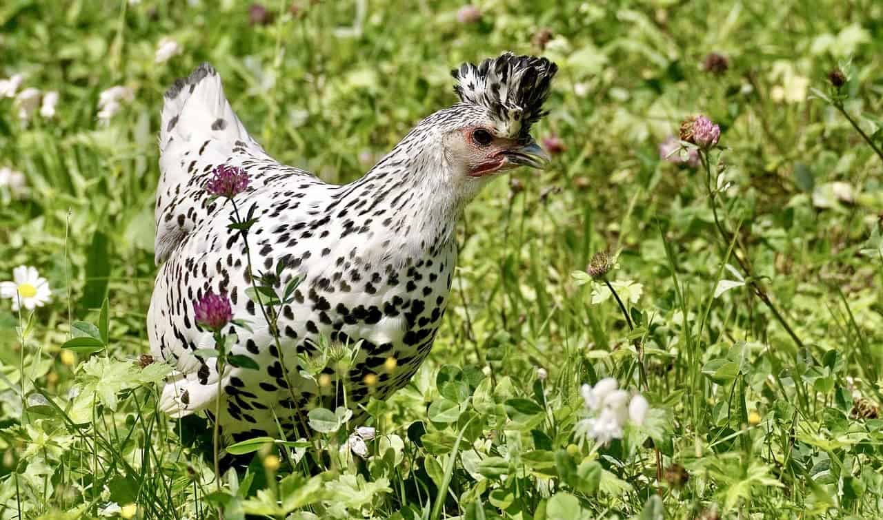 black and white chickens in the meadow