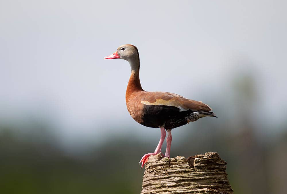 Black-bellied Whistling Duck