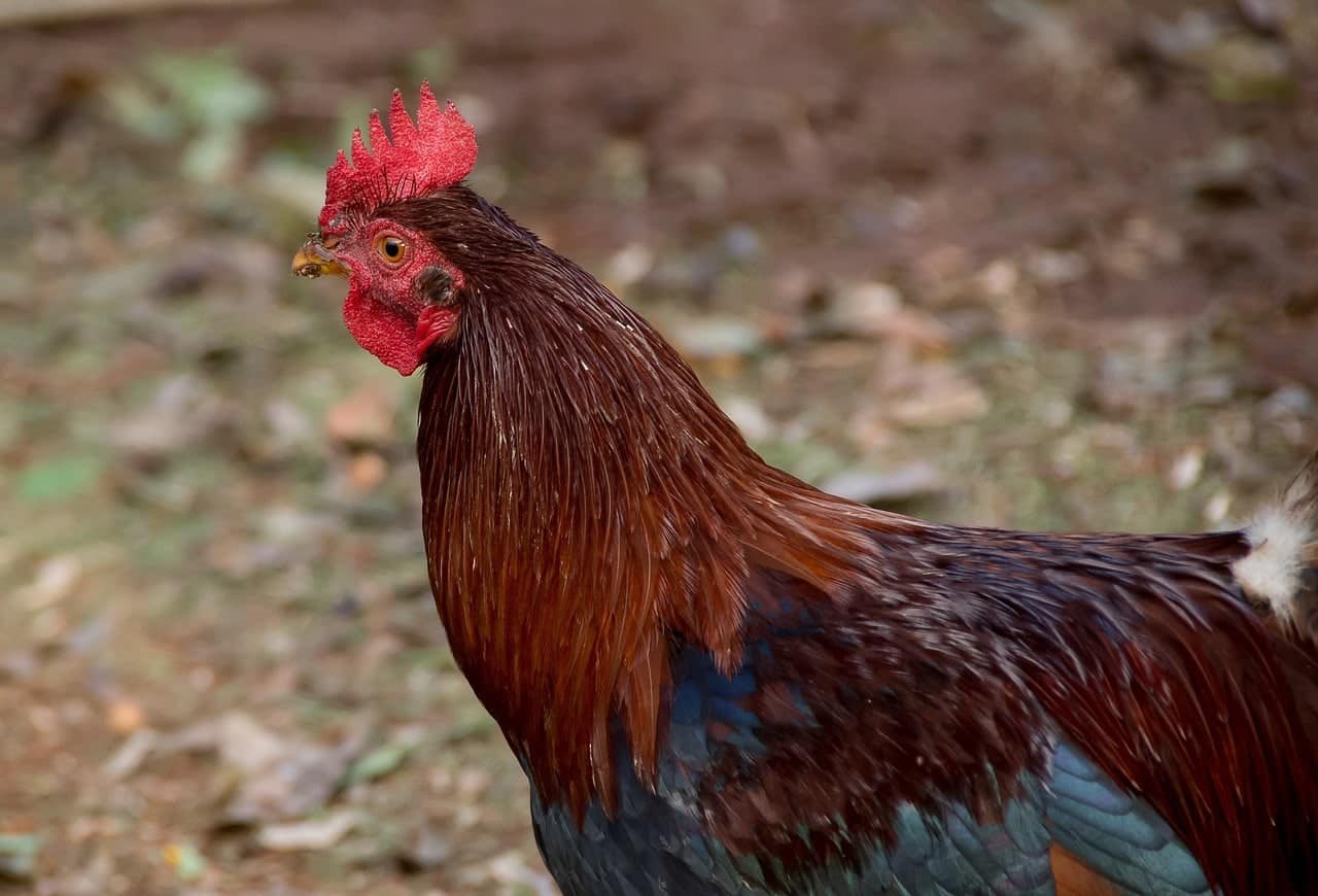 black breasted red rooster