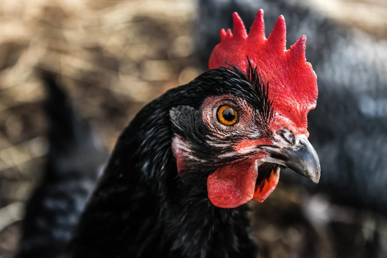 black chicken close up