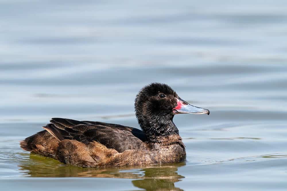 Black-headed duck