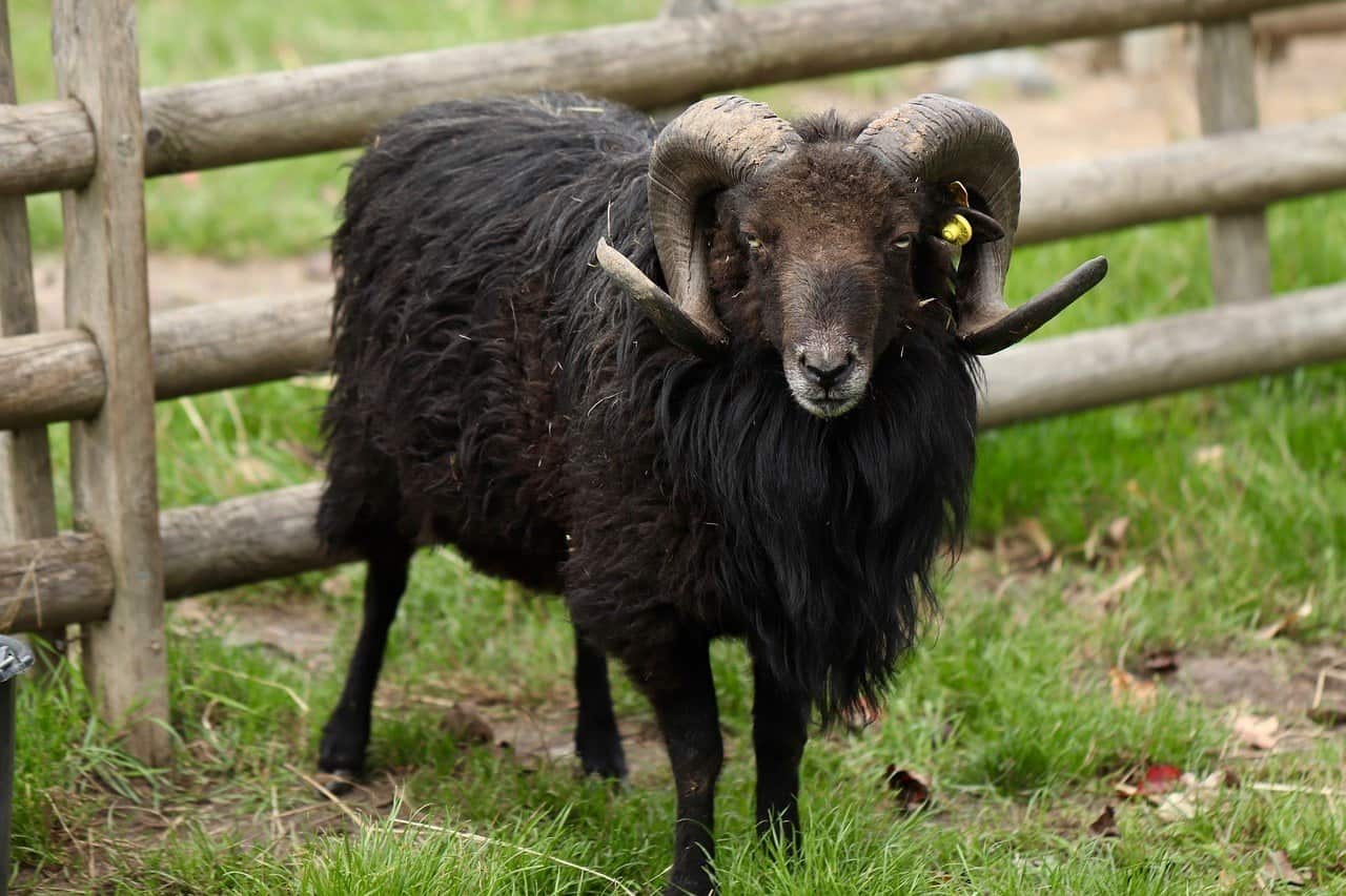 black ram