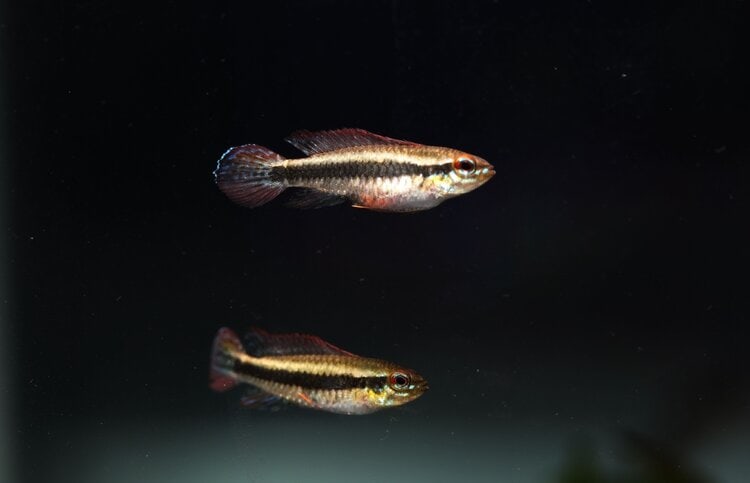 Black Stripe Dwarf Cichlid
