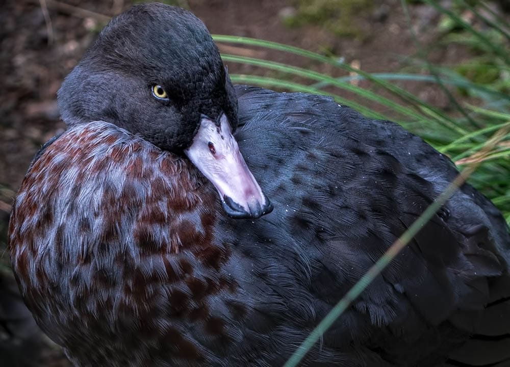 blue duck whio