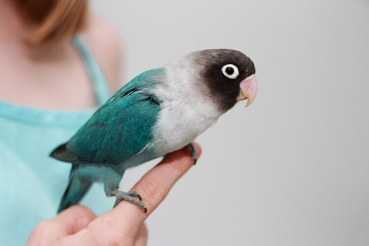 blue-masked-lovebird
