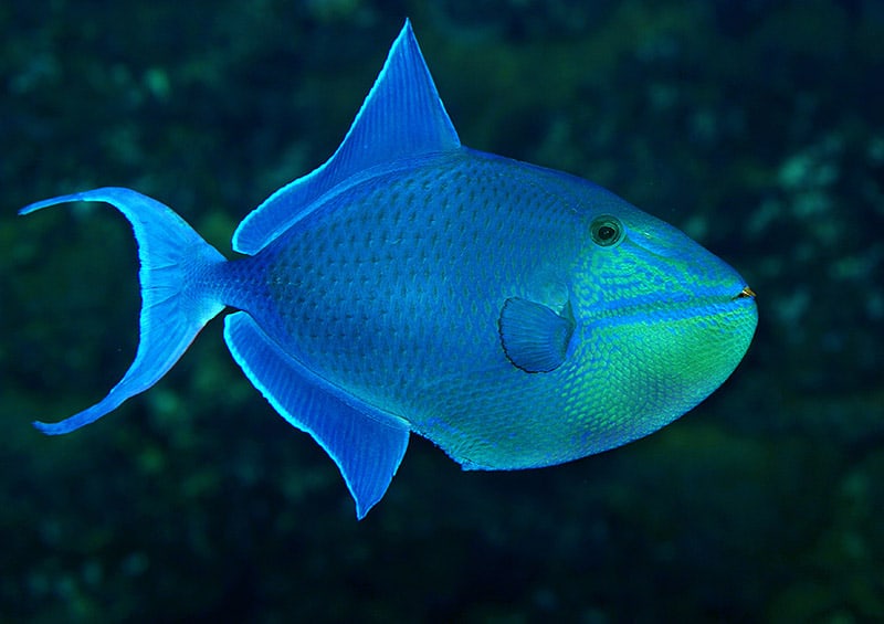 Blue Triggerfish