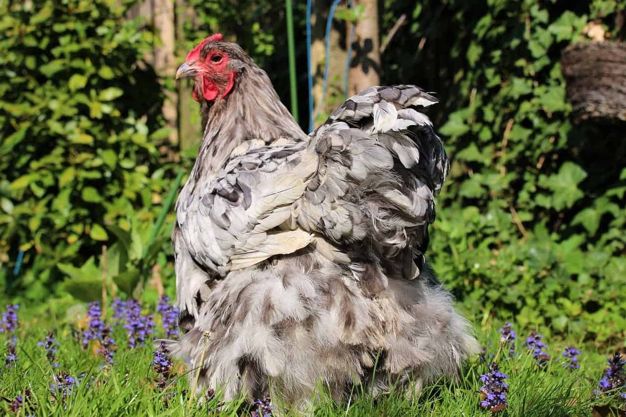 blue orpington chicken