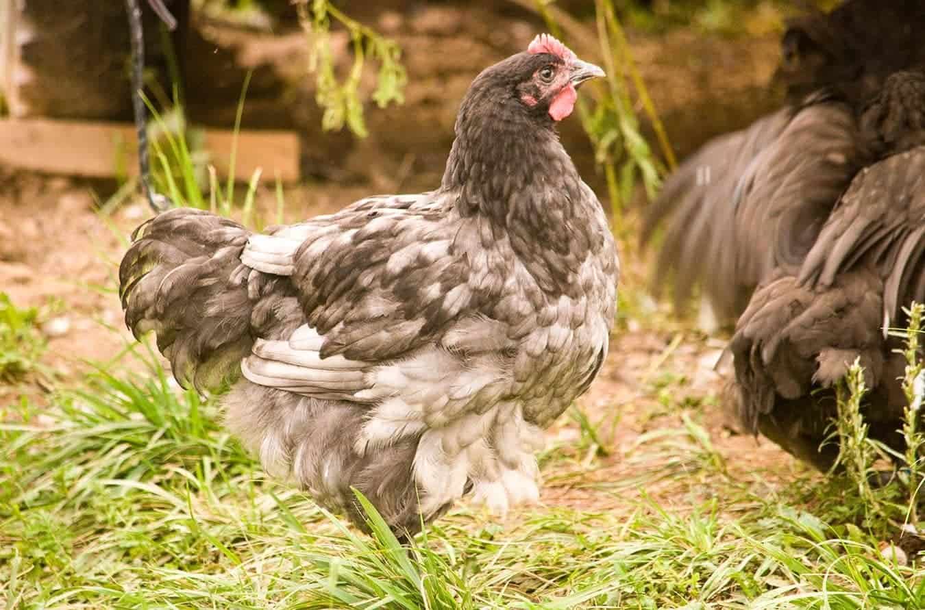 Blue Orpington chicken