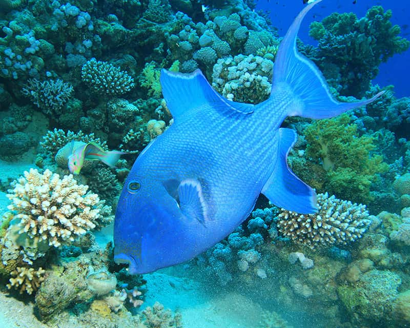 Blue Triggerfish underwater