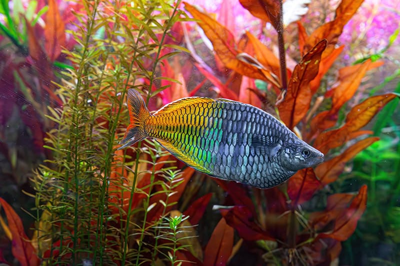 Boeseman's rainbowfish