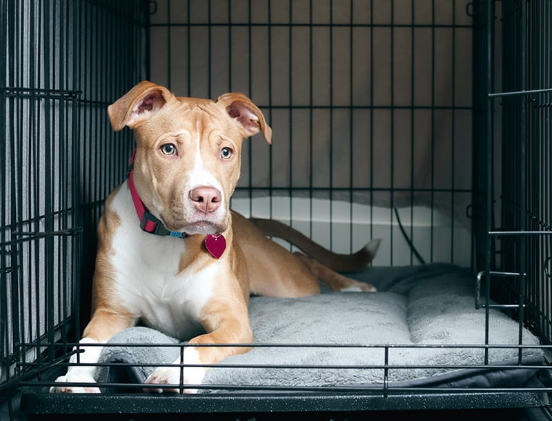 Boxer Pitbull mix dog inside the crate