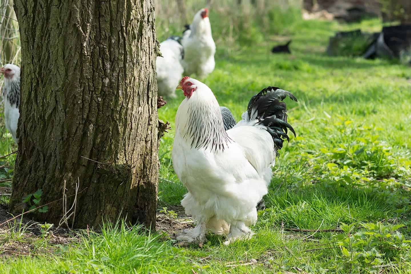 brahma chickens