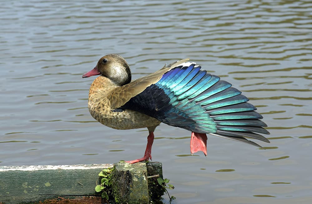 Brazilian teal