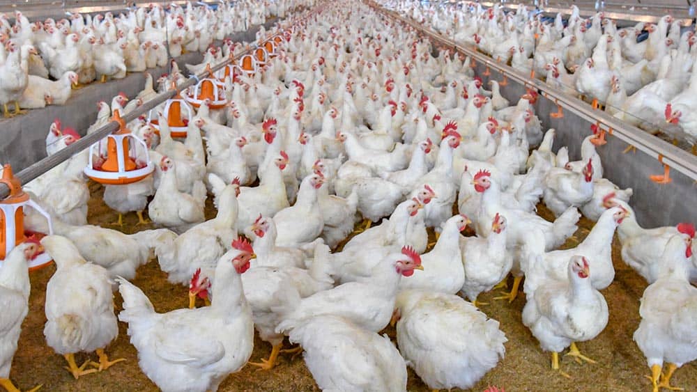 broiler chickens in the farm