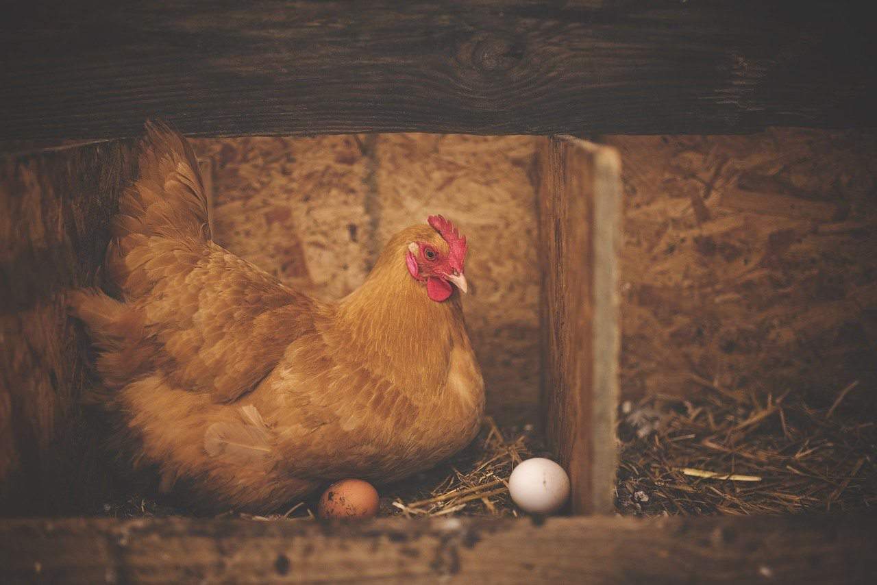 broody hen