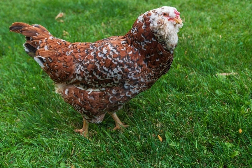brown Russian Orloff chicken_Angela Dukich