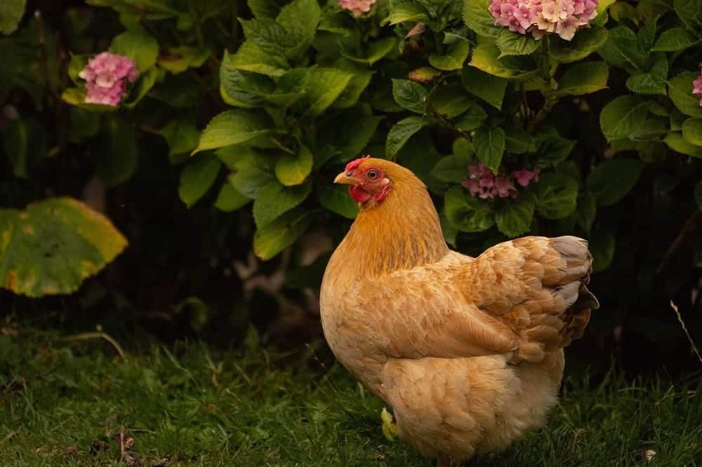 brown chicken in the garden