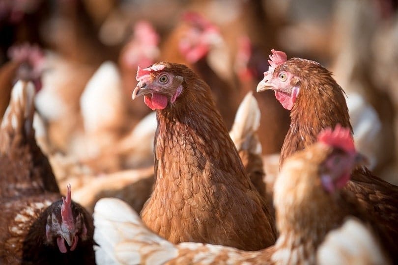 brown chickens-pixabay