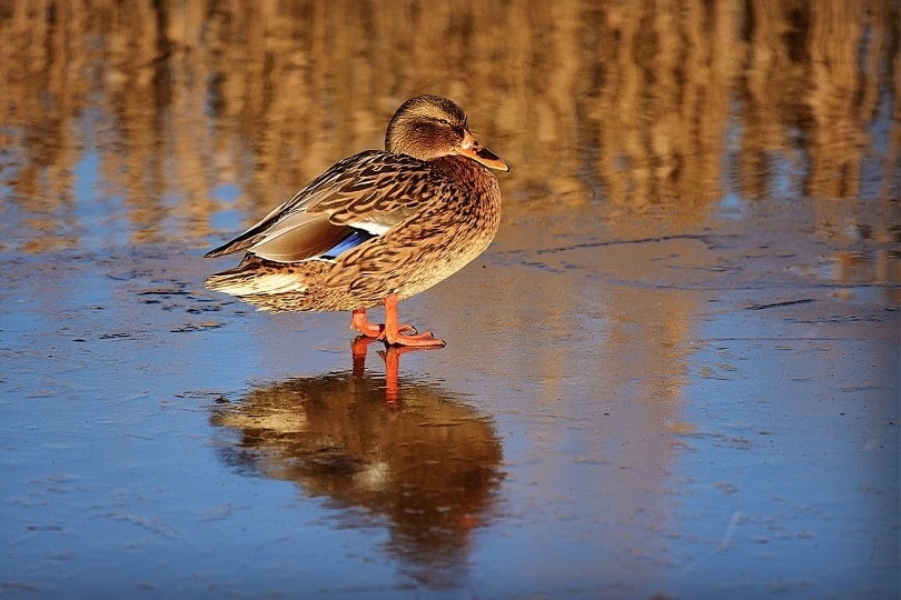 brown duck-pixabay