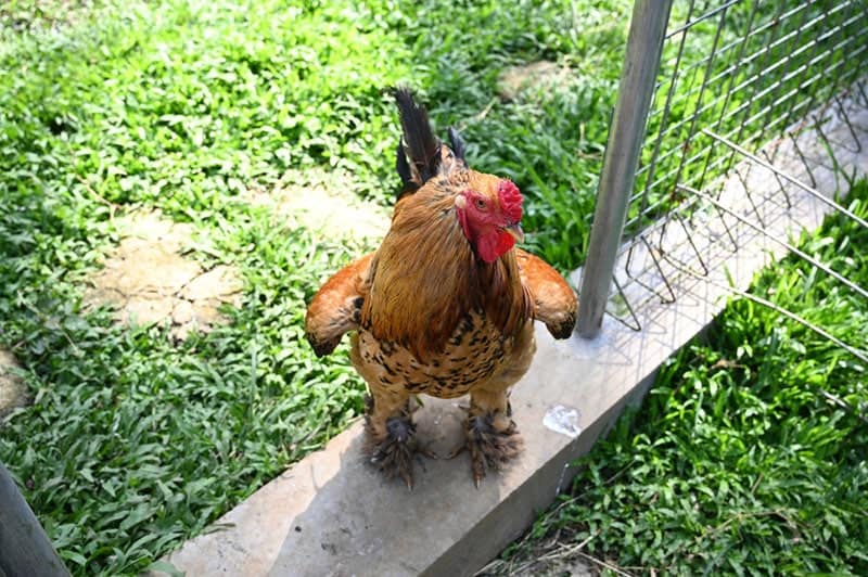 buff brahma chicken in the farm