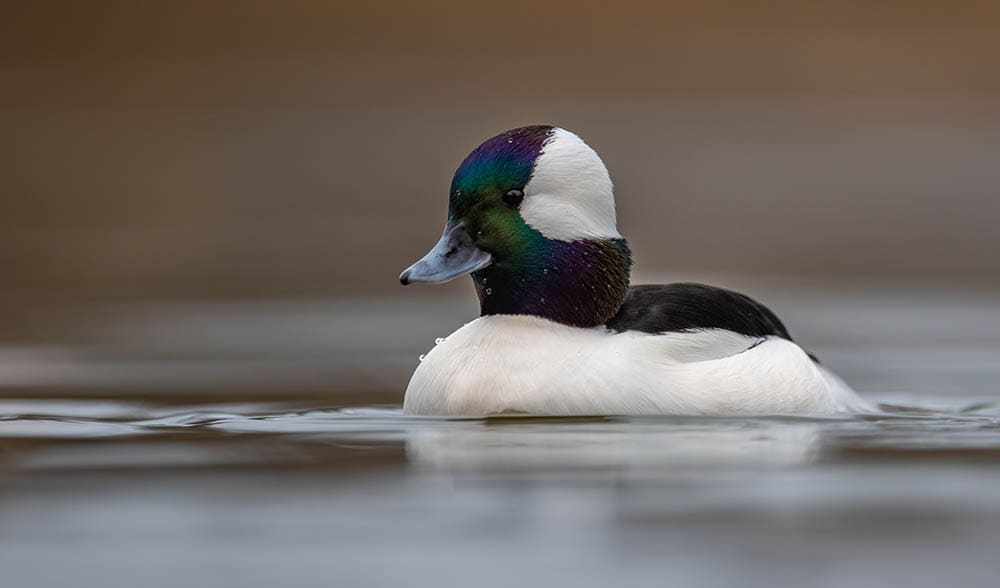 Bufflehead duck