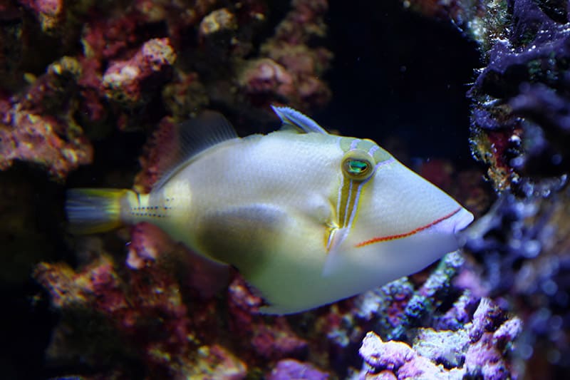 Bursa Triggerfish