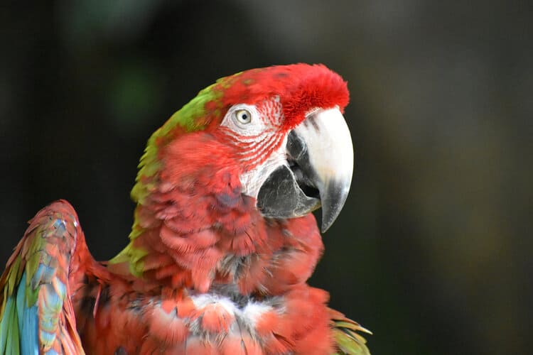 Calico Macaw