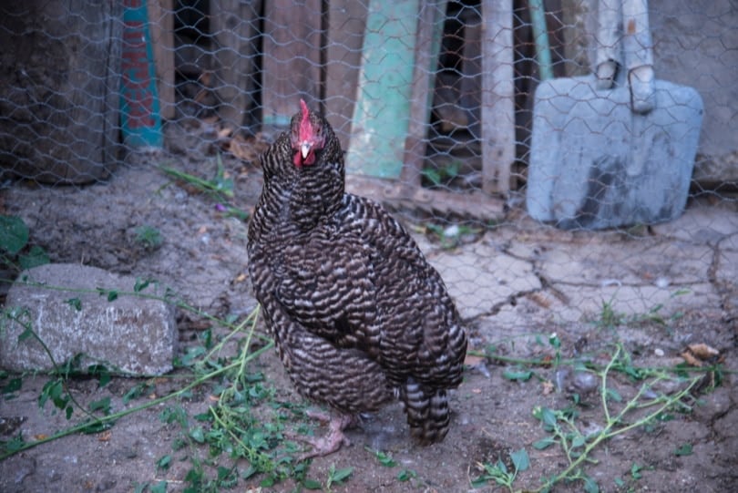 california grey chicken