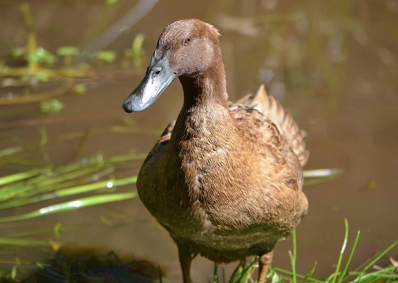 campbell duck-pixabay