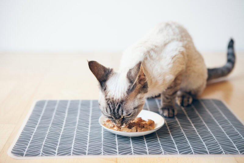 cat eating canned food