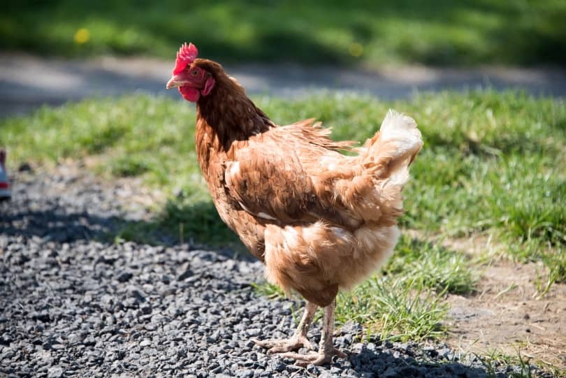 catalana chicken