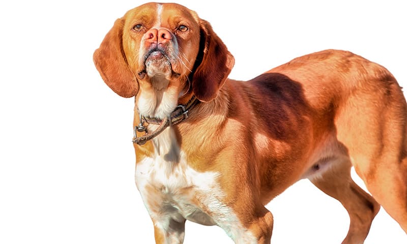 Catalburun Dog