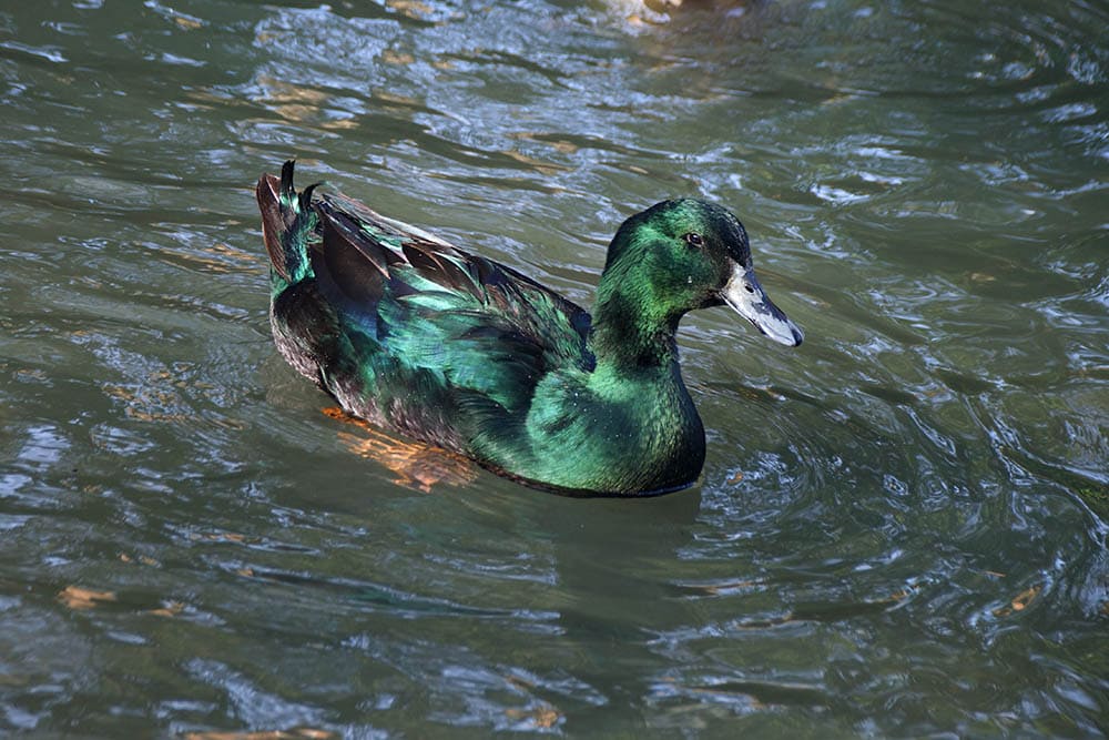 Cayuga drake duck